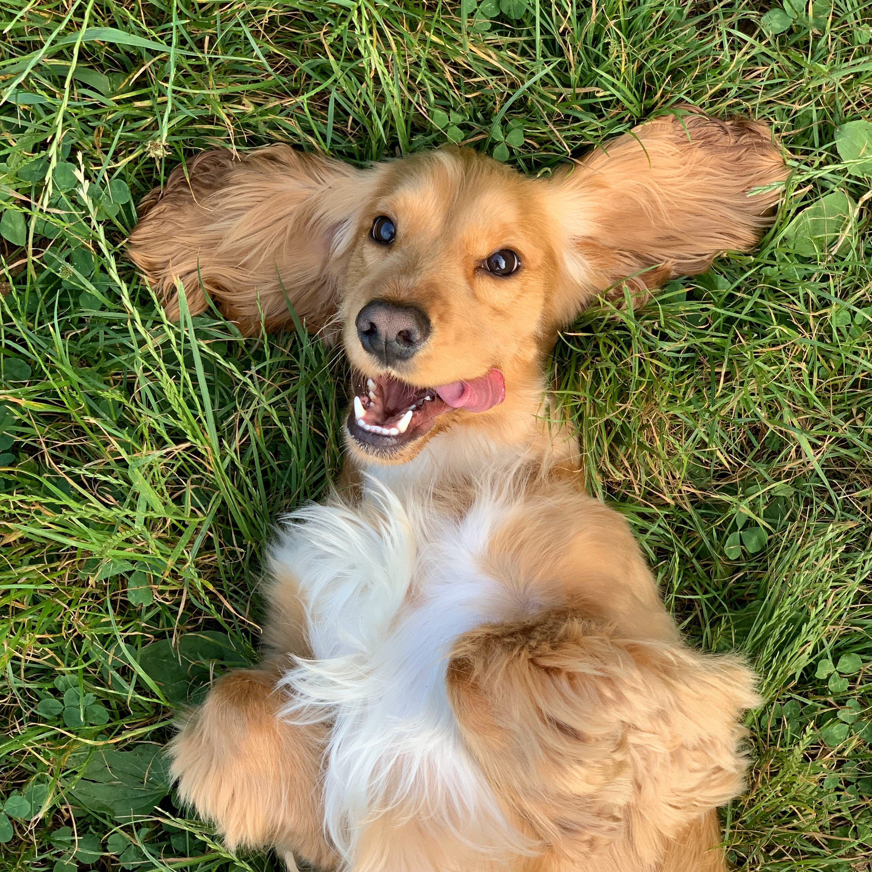 dog laying on grass